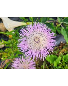 Basket Flower 'Pink' Seeds (Naturally Grown)