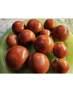 Dwarf Tomato 'Kangaroo Paw Brown' Seeds (Naturally Grown)