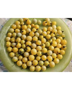 Tomato 'Coyote' Seeds (Naturally Grown)