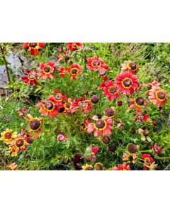 Red Tricolor Daisy Seeds (Naturally Grown)