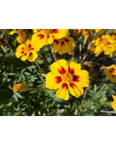 Marigold 'Jaguar' Seeds (Naturally Grown)