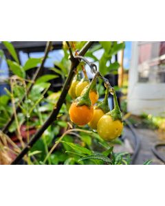 Kangaroo Apple Seeds (Naturally Grown)