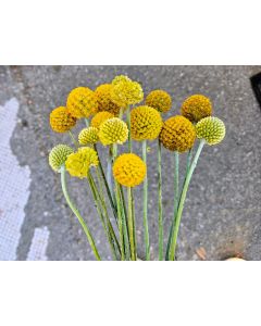 Sunball Craspedia 'Yellow Drumstick' Seeds (Naturally Grown)