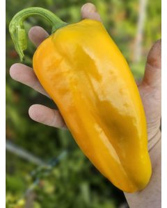 Sweet Pepper 'Yellow Bull's Horn' AKA 'Corno di Toro Giallo' Pepper Seeds