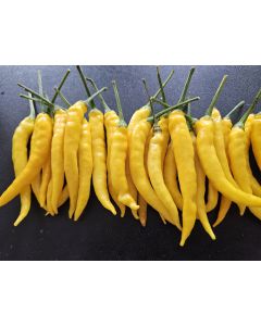 Hot Pepper ‘Cedrino' Seeds (Naturally Grown)