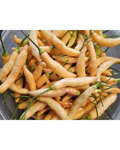 Hot Pepper ‘Dedo De Moca Peach' Seeds (Naturally Grown)