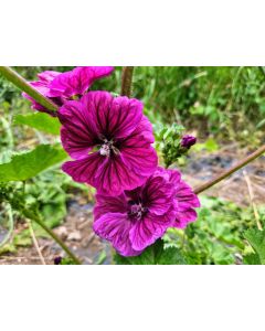 Mallow/French Hollyhock 'Brave Heart' Seeds