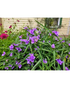 Spiderwort AKA Spider Lily, Purple Seeds