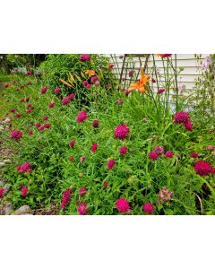 Cherry Red Scabiosa Seeds