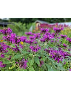 Bee Balm 'Purple Rooster' Seeds