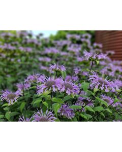Wild Bee Balm Seeds 