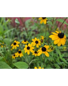 Brown-Eyed Susan Seeds