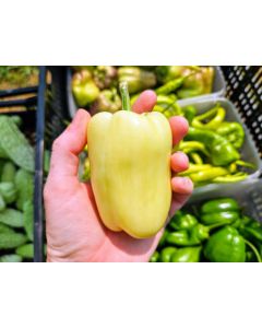 Sweet Pepper 'Albino Bull Nose' Seeds