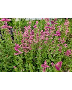 Salvia 'Marble Arch Rose' Seeds