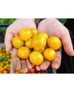 Tomato 'Yellow Zebra Cherry' Seeds
