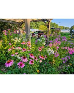 Purple Coneflower Seeds