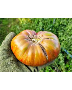 Tomato 'Fred's Tie-Dye' Plant