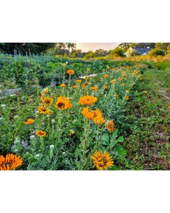 Cape Daisy AKA Monarch of the Veldt ‘Orange Prince’ Seeds