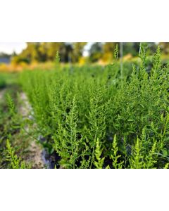 Epazote AKA Mexican Tea Seeds
