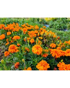 Marigold 'Art's Double Orange' Seeds 