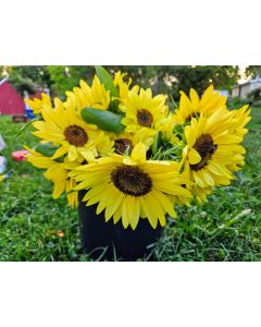 Sunflower 'Lemon Queen' Seeds