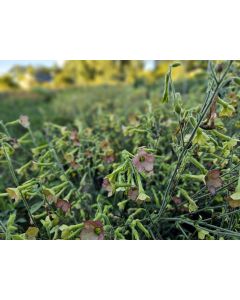 Flowering Tobacco 'Hot Chocolate' Seeds
