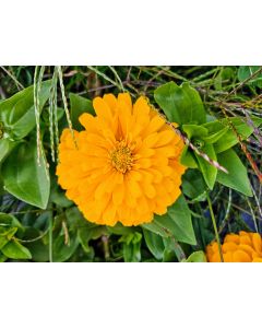 Zinnia 'Ford's Orange and Yellow Mix' Seeds