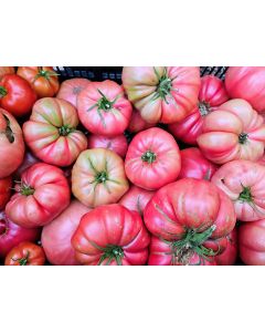 Tomato 'Bear Claw' Plant 