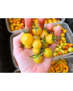 Tomato 'Seven Dwarfs' Seeds (Naturally Grown)