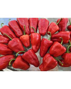Hot Pepper ‘Leutschauer Paprika’ Seeds