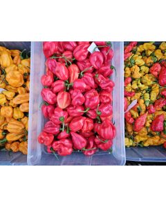 Hot Pepper 'West Indies Red Habanero' Seeds 