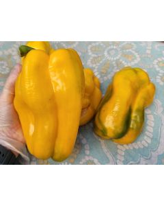 Sweet Pepper 'Yellow Monster' Seeds