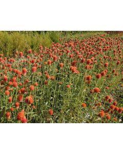 Globe Amaranth ‘Mandarin Orange’ Seeds
