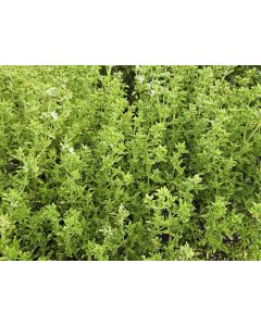 Basil 'Fino Verde' Seeds