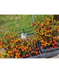 Ornamental Eggplant 'Pumpkin on a Stick' Seeds