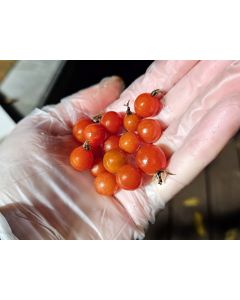 Tomato 'Tess's Land Race' Seeds