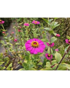 Zinnia 'Magenta Majesty Mix' Seeds