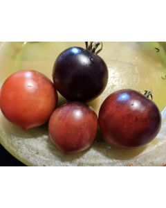 Tomato 'Blue Pizzo' Seeds