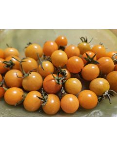 Tomato 'Small Gold Cherry Detroit' Seeds