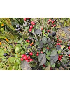 Hot Ornamental Pepper ‘Black Pearl' Seeds