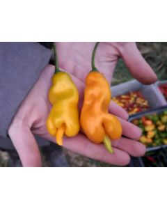 Hot Pepper ‘Erotica Orange' Seeds