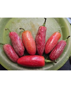 Hot Pepper 'Jalapeno Zapotec' Seeds