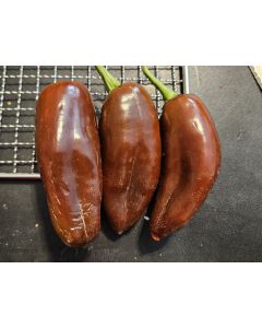 Hot Pepper 'Jalapeno Brown' Seeds