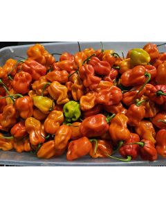 Sweet Pepper 'Arroz Con Pollo' Seeds