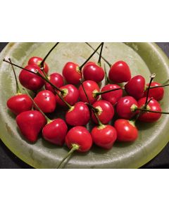 Hot Pepper 'Trepadeira Werner' Seeds