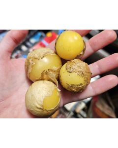 Tomatillo 'Amarylla' Seeds