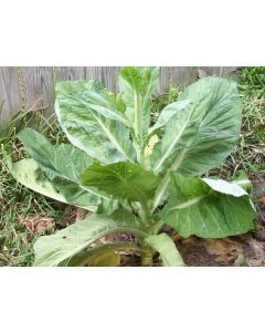 Mustard 'Florida Broadleaf'