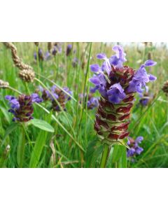 Self Heal AKA Heart of the Earth Seeds (Naturally Grown)