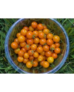 Tomato 'Sungold F2' 