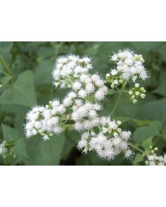 White Snakeroot Seeds (Naturally Grown)